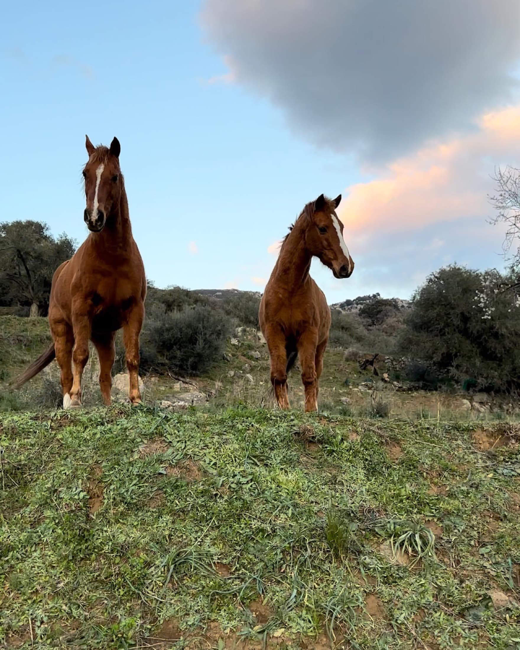 Chevaux sur les collines de Balagne