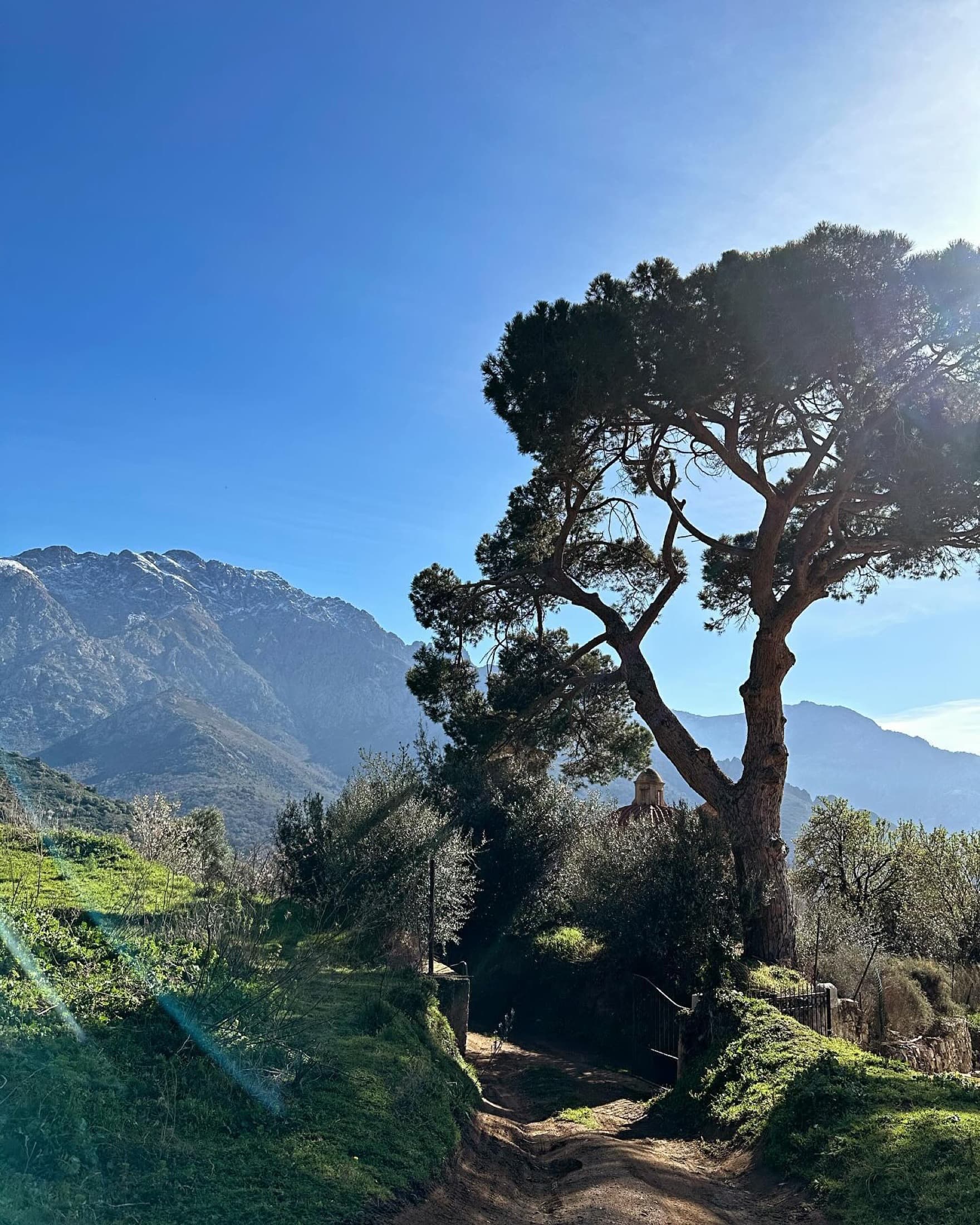 Oliviers et montagnes de Balagne, au pied du Montegrossu