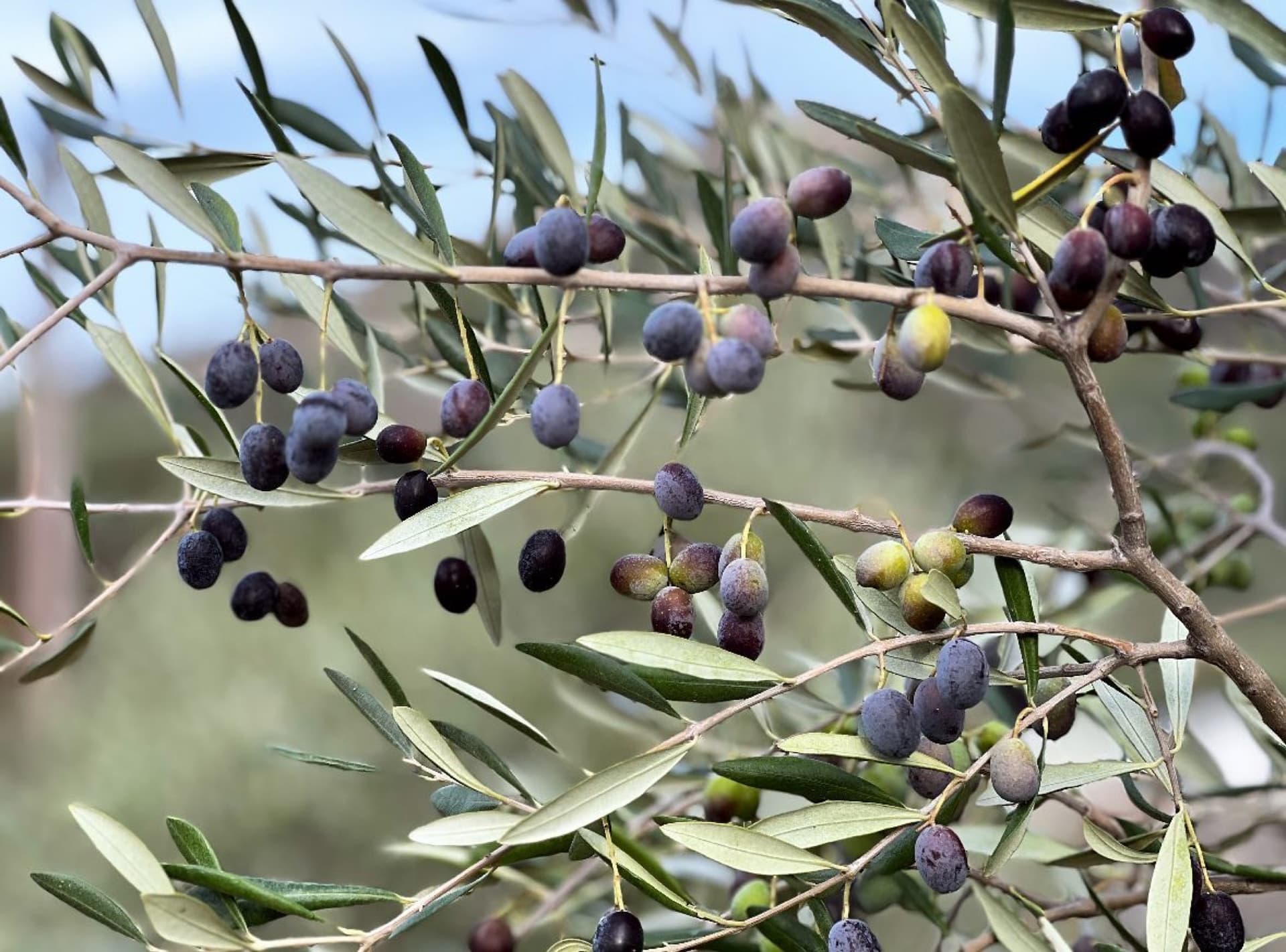 Olives à différents stades de maturité