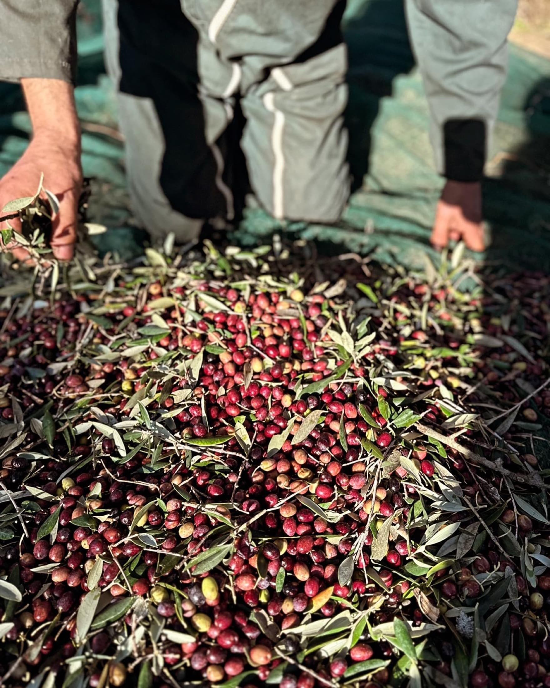 Mains triant les olives récoltées