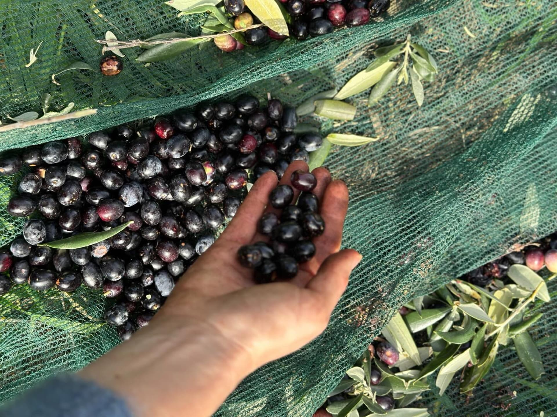 Olives du Domaine Murati récoltées à l’ancienne
